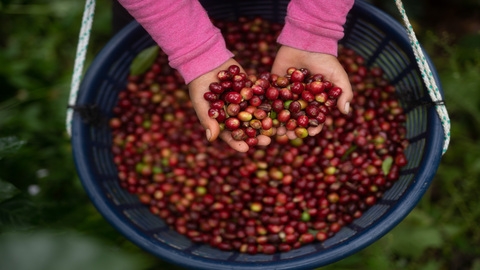 The coffee industry – a catalyst for change in child labor